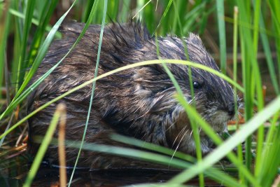 Young beaver