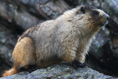 Marmot in Denali NP
