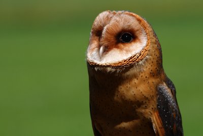 Beautifull owl