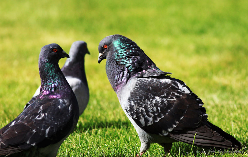 Rock Pigeon