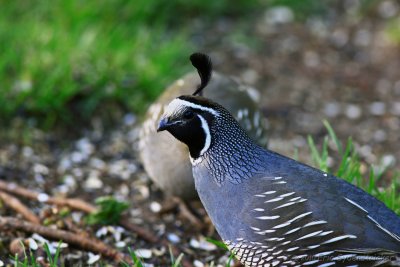 California Quail