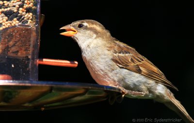 House Sparrow