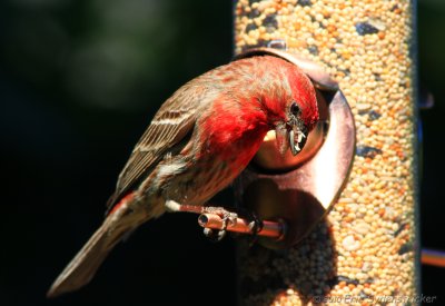House Finch