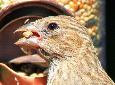 Female House Finch