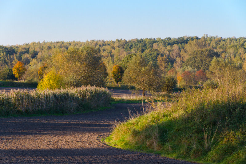 Autumn behind our house