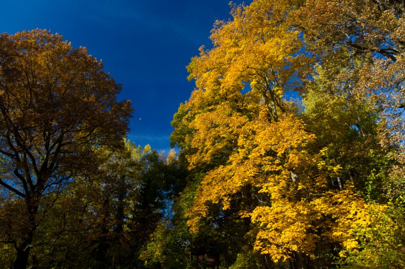 Fall colors