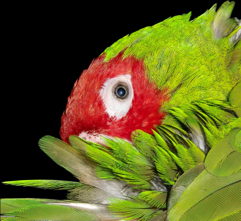 Coco