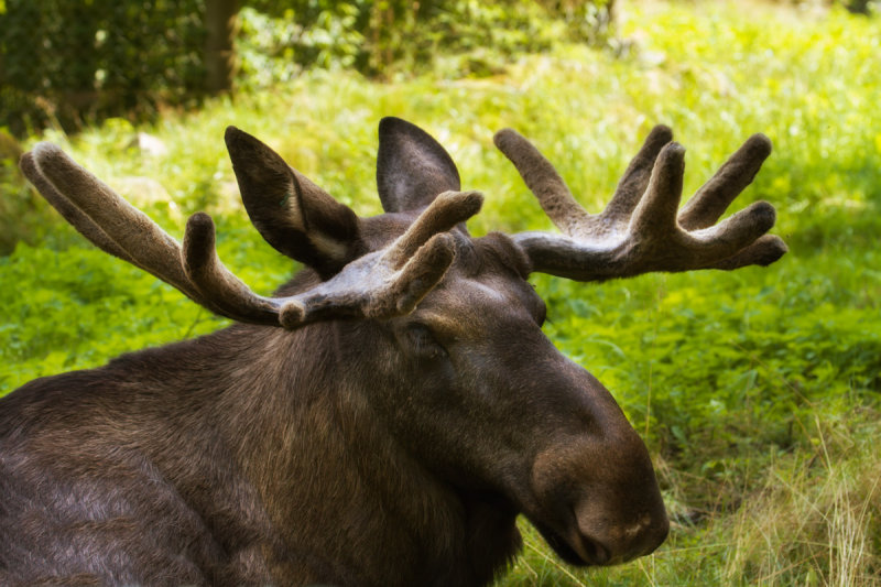 Moose in Sweden