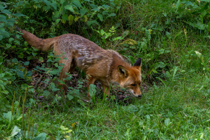 Fox