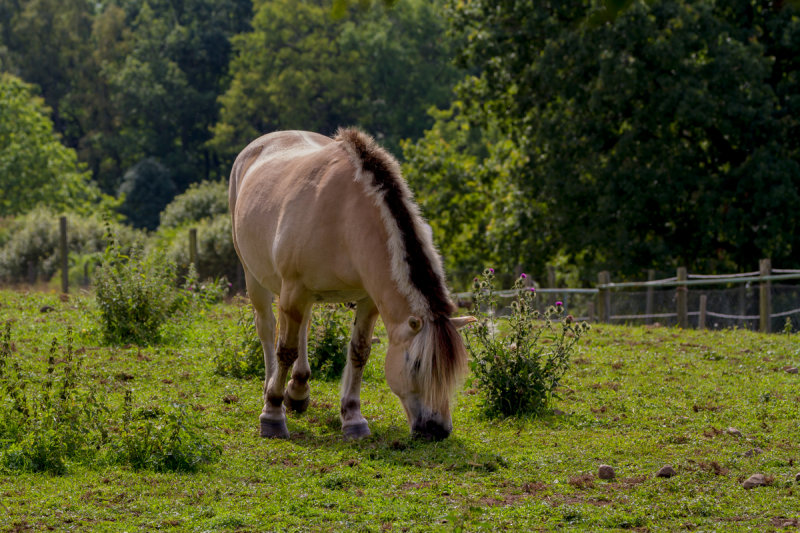 Norwegian Fjord Horse