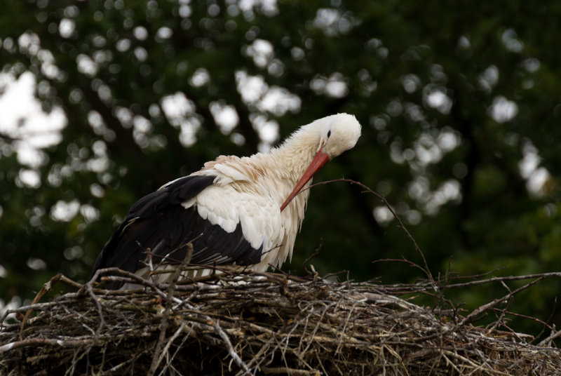 Stork