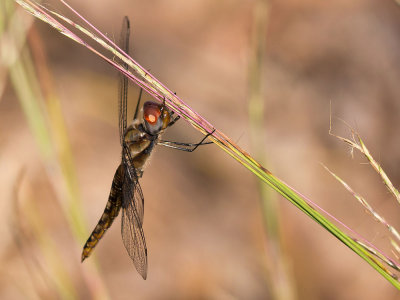 Spot-winged Glider