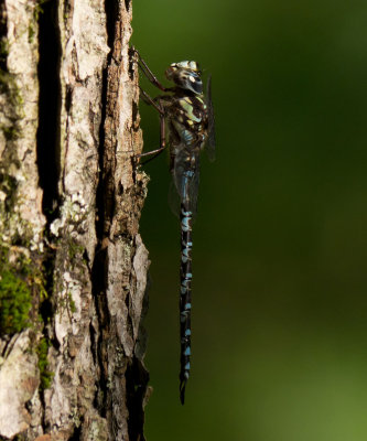 Mottled Darner