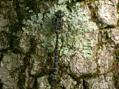 Mottled Darner