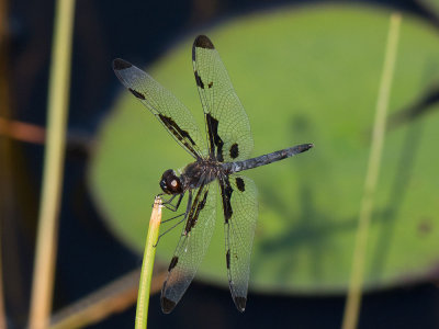 Banded Pennant