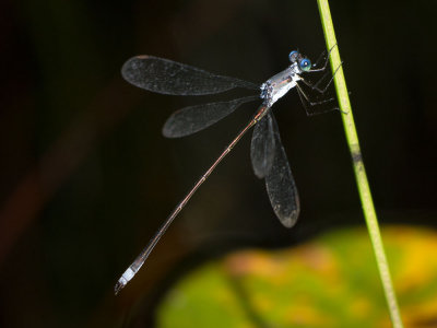 Swamp Spreadwing