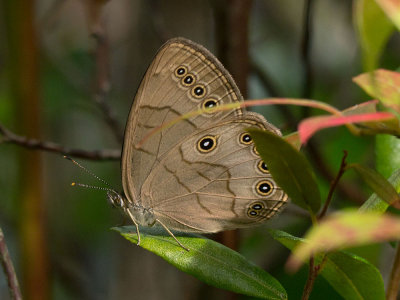 Appalachian Brown