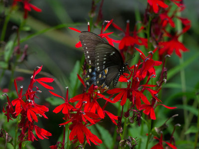 Spicebush Swallowtail on Cardinal flower