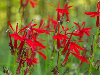 Red Cardinal Flowers