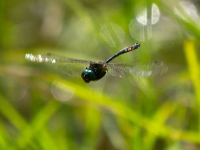 Clamp-tipped Emerald