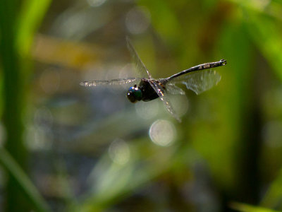 P1290404a.jpg