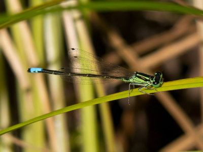 Eastern Forktail