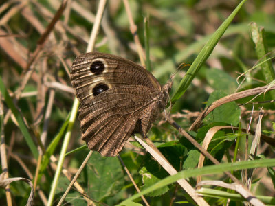 Common Wood Nymph