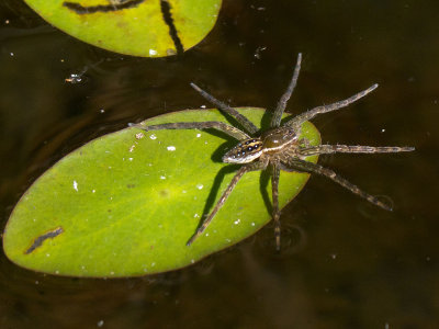 Six-spotted Fishing Spider