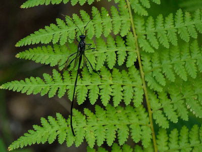 Pelucinid Wasp