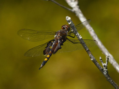 Black Saddlebags (female)