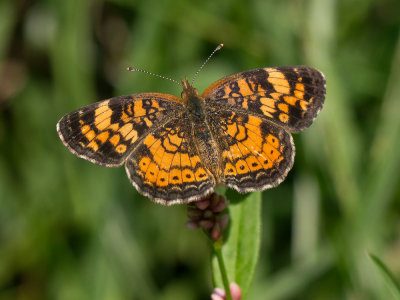 Pearl Crescent