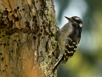 Downy Woodpecker