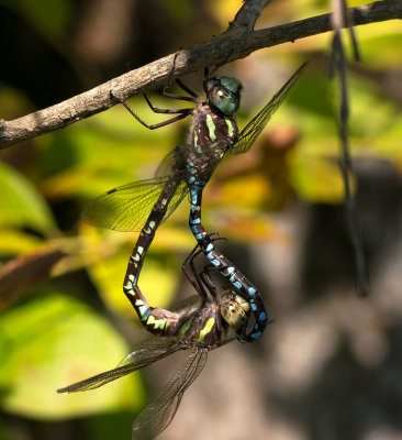 Green-striped Darner