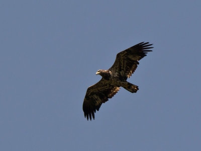 American Bald Eagle (immature)