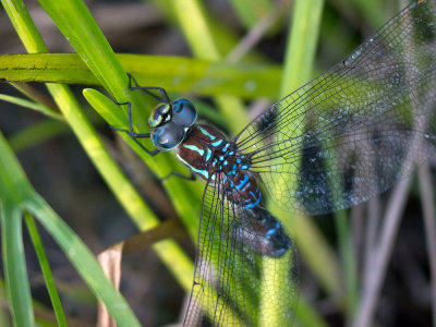Female Black-tipped Darner ovipositing in reeds