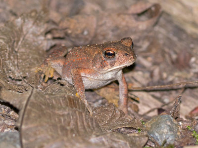 Fowler's Toad