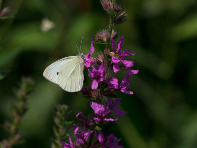 Cabbage White