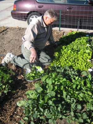 Pops toiling and working the land