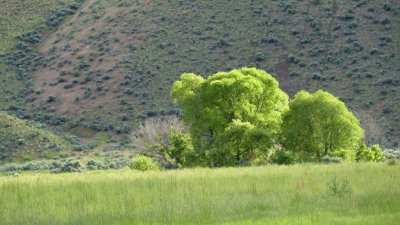 near Juntura, Oregon