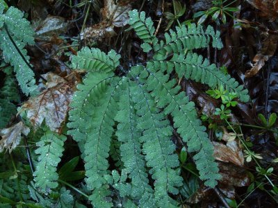 Maidenhair Fern