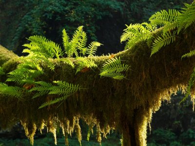Ferns on a log