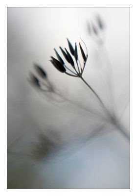 Lensbaby - Flora