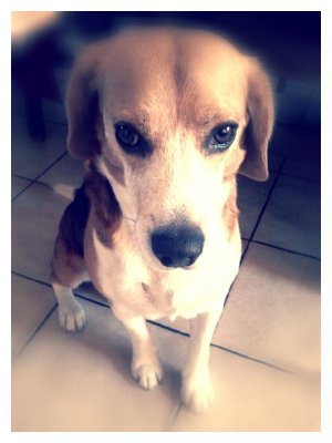 Begging beagle