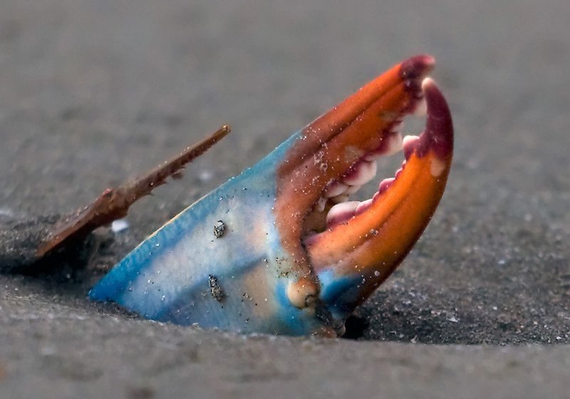 Blue Crab Claw