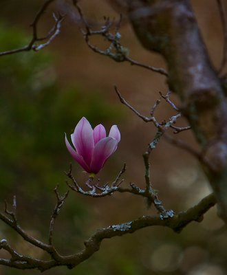 Japanese Magnolia - Tulip Tree