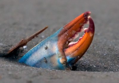 Blue Crab Claw