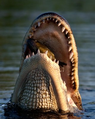 Scenes from the Bayous, Swamps, Marshes and Lakes of Louisiana