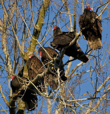 Turkey Vultures at roost