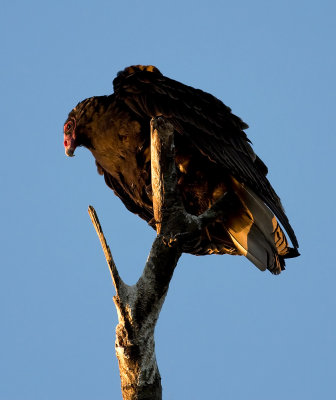 Turkey Vulture at sunset
