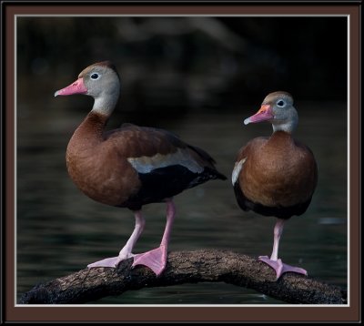 Black Bellied Whistling Ducks